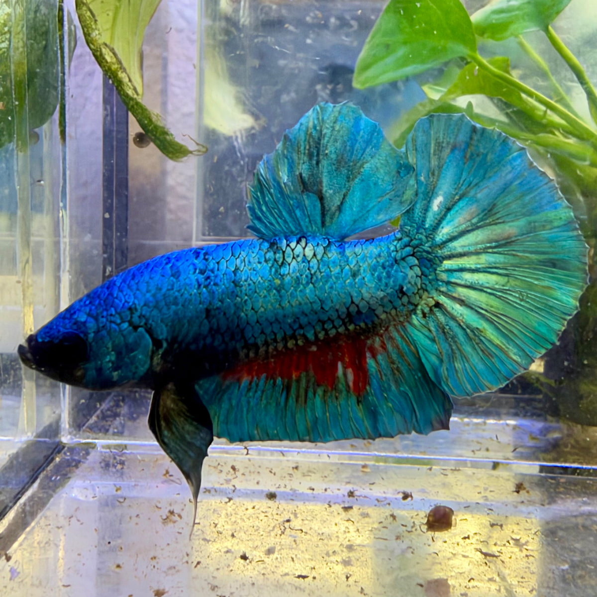 Plakat Turquoise Male Betta #091
