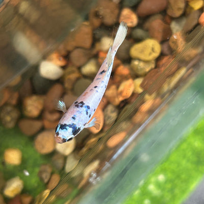 Blue Marble Dot Plakat - Female betta 084