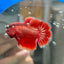 Red Gold Fancy Copper Halfmoon - Male Betta 108