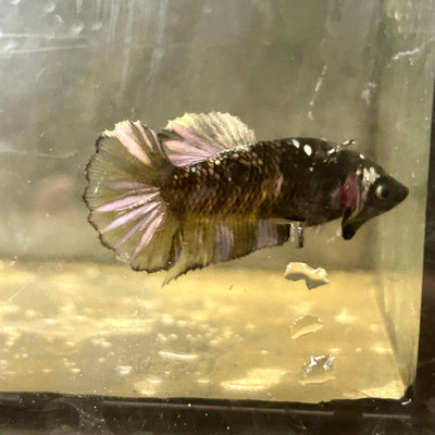 Avarta Yellow Copper Plakat - Female betta 168