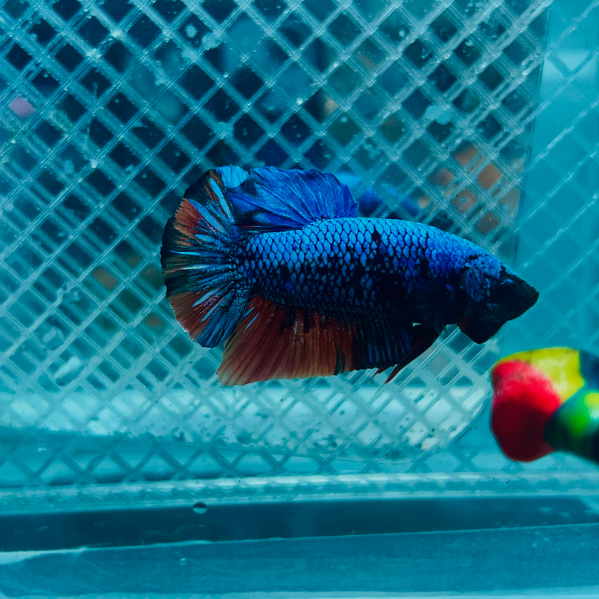 Avatar Nemo Plakat - Male Betta #135