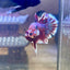 Red Barongsai Plakat - Male Betta 071