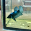 Blacklight Avarta Plakat - Male Betta 014