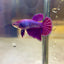 Purple Pink Halfmoon - Female Betta PF1