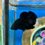 Super Black Plakat - Male Betta 100