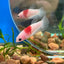 Koi Tancho Plakat - Female Betta 057