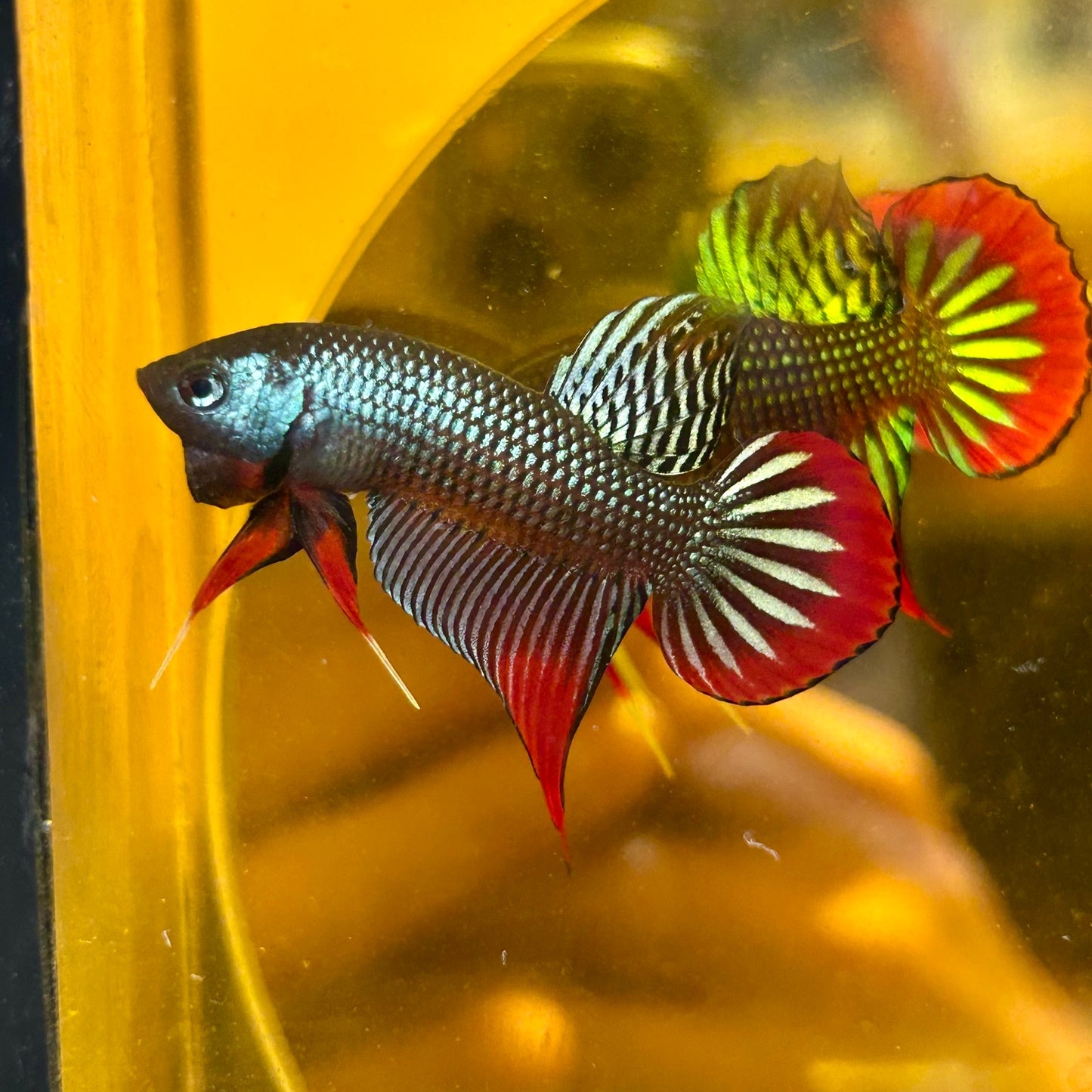 Wild Imbellis Steel Blue - Male Betta 015