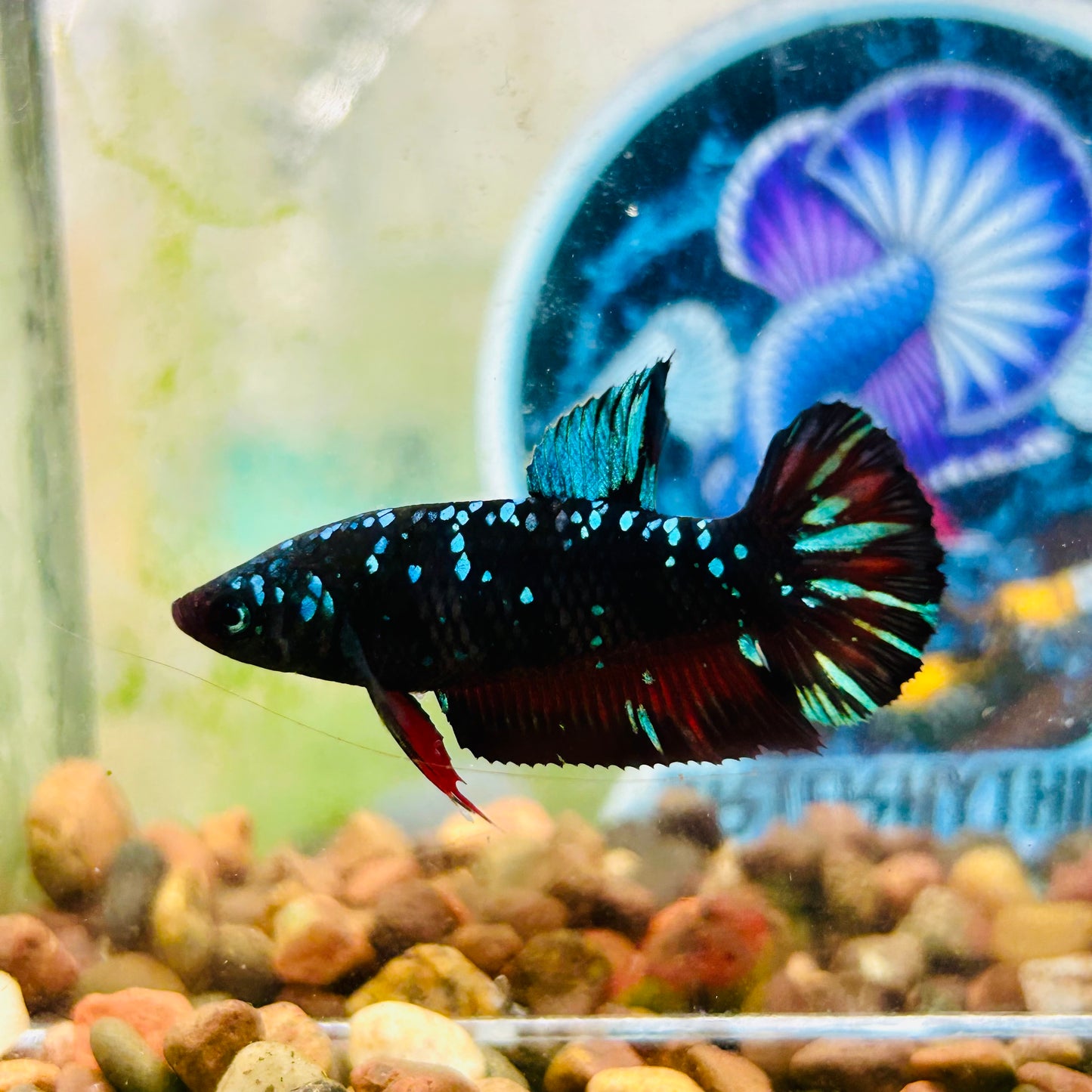 Avarta Gordon Plakat - Female betta 031