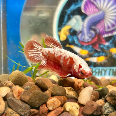 Red Gold Gold Plakat - Female Betta 024