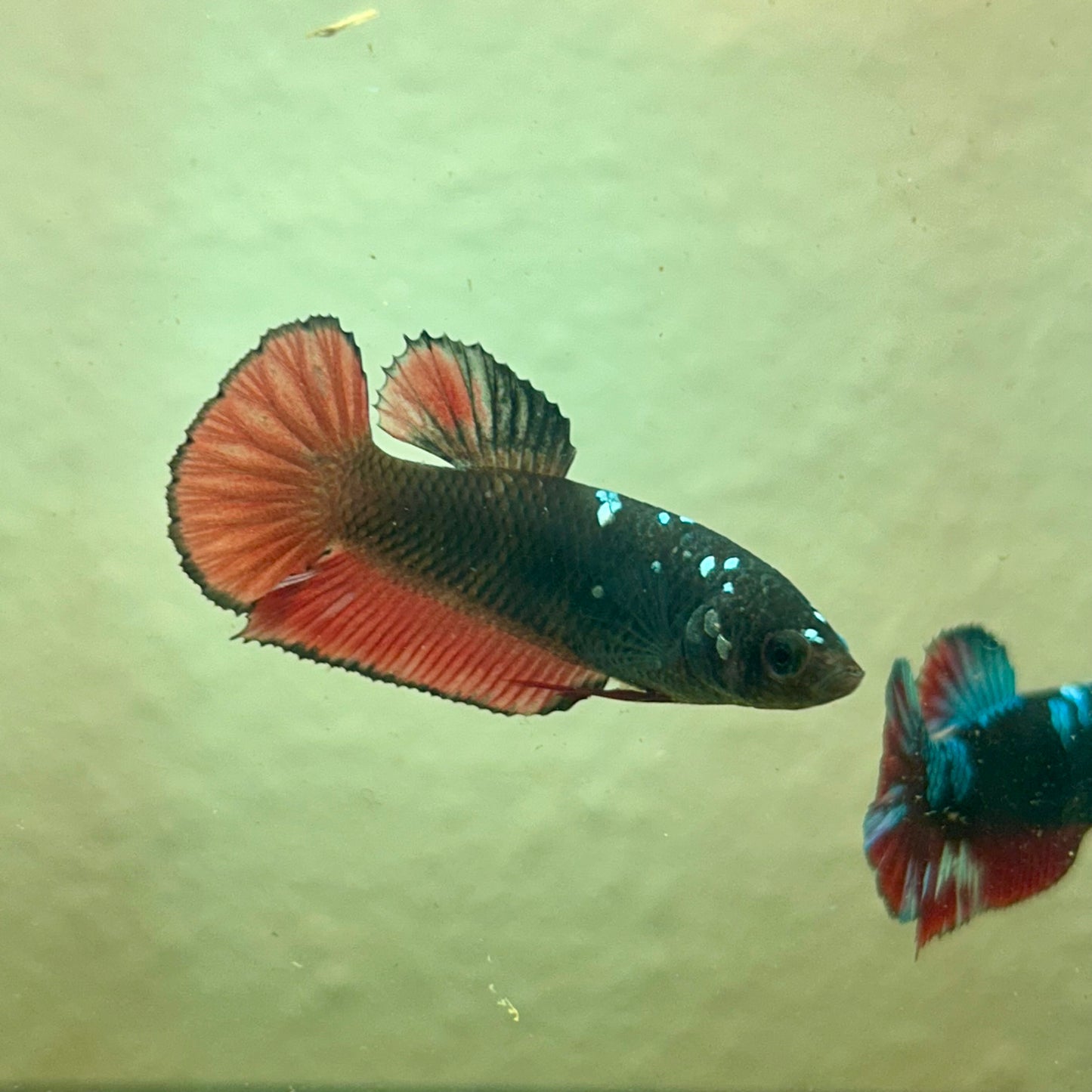 Copper Avarta Vampire Plakat - Female Betta 183