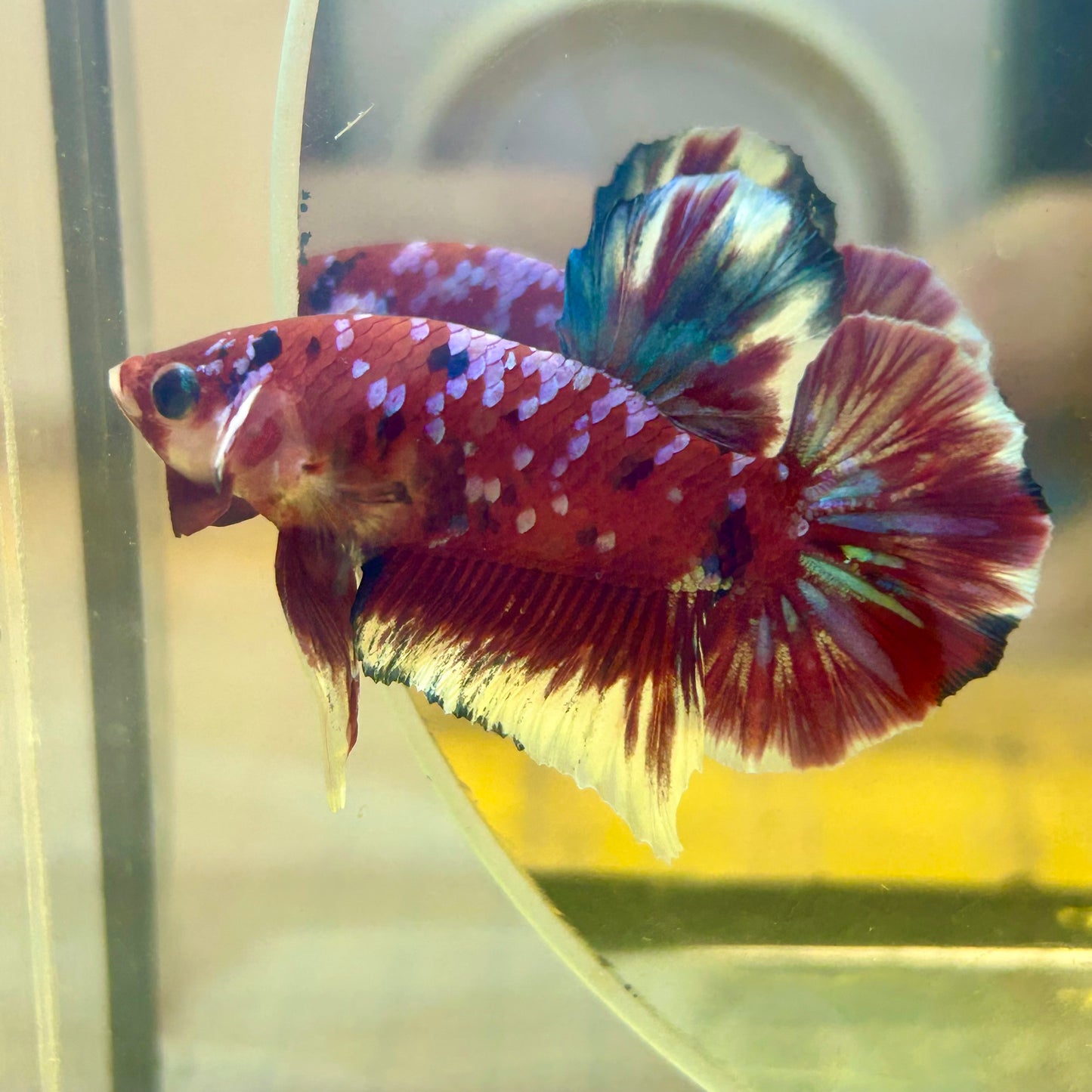 Red Koi Galaxy Plakat - Male Betta 143