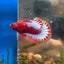 Red Fancy Hellboy Plakat - Male Betta 109