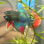 Wild Imbellis Long fins - Male Betta 086