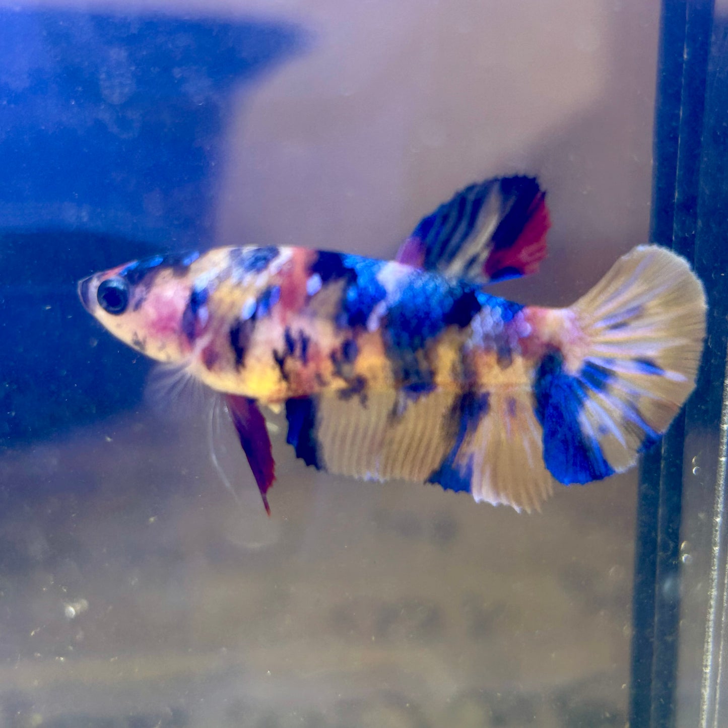 Tiger Koi Plakat - Female Betta 112