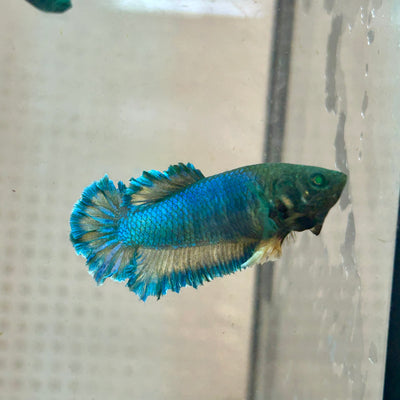 Betta Female Rosetail Blue Mustard Neon #081