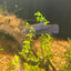 Wild Mahachai Plakat - Female Betta