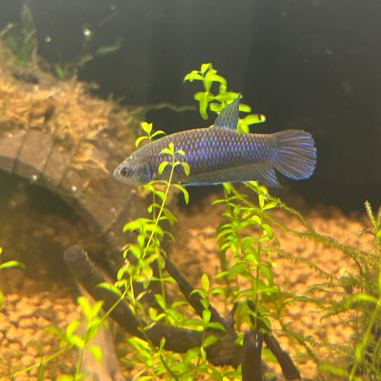 Wild Mahachai Plakat - Female Betta