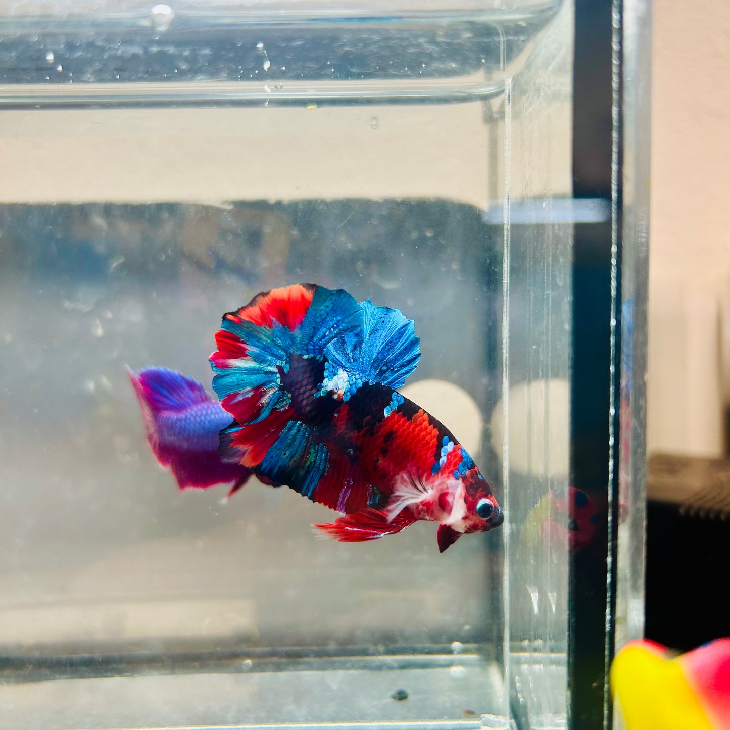 Plakat Red Koi Candy Male Betta #036