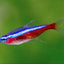 Cardinal Tetra - Nano Fish