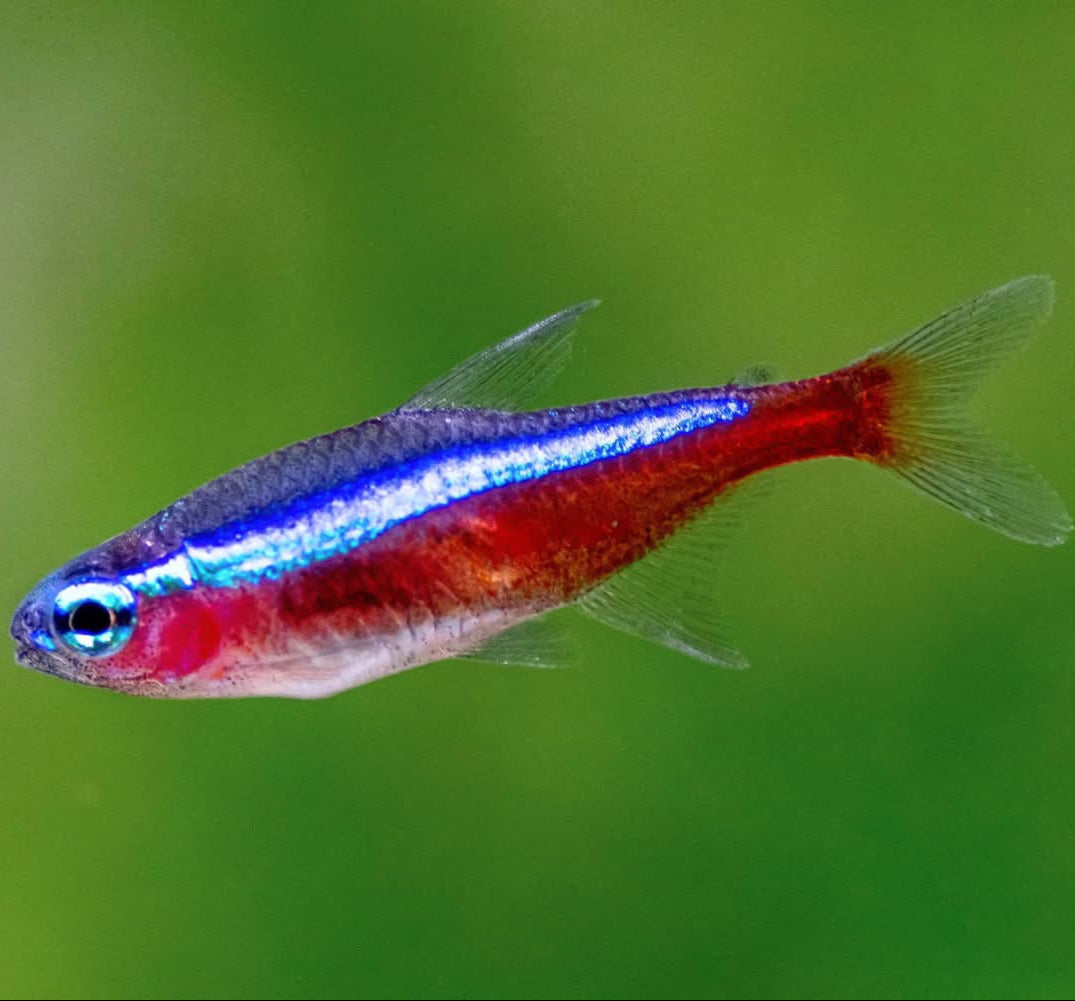 Cardinal Tetra - Nano Fish