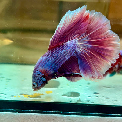 Purple Pink Halfmoon - Male Betta 162