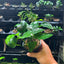 Anubias Barteri Var Barteri Mother Pot