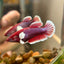 Dumbo Lavender Plakat - Female Betta 113