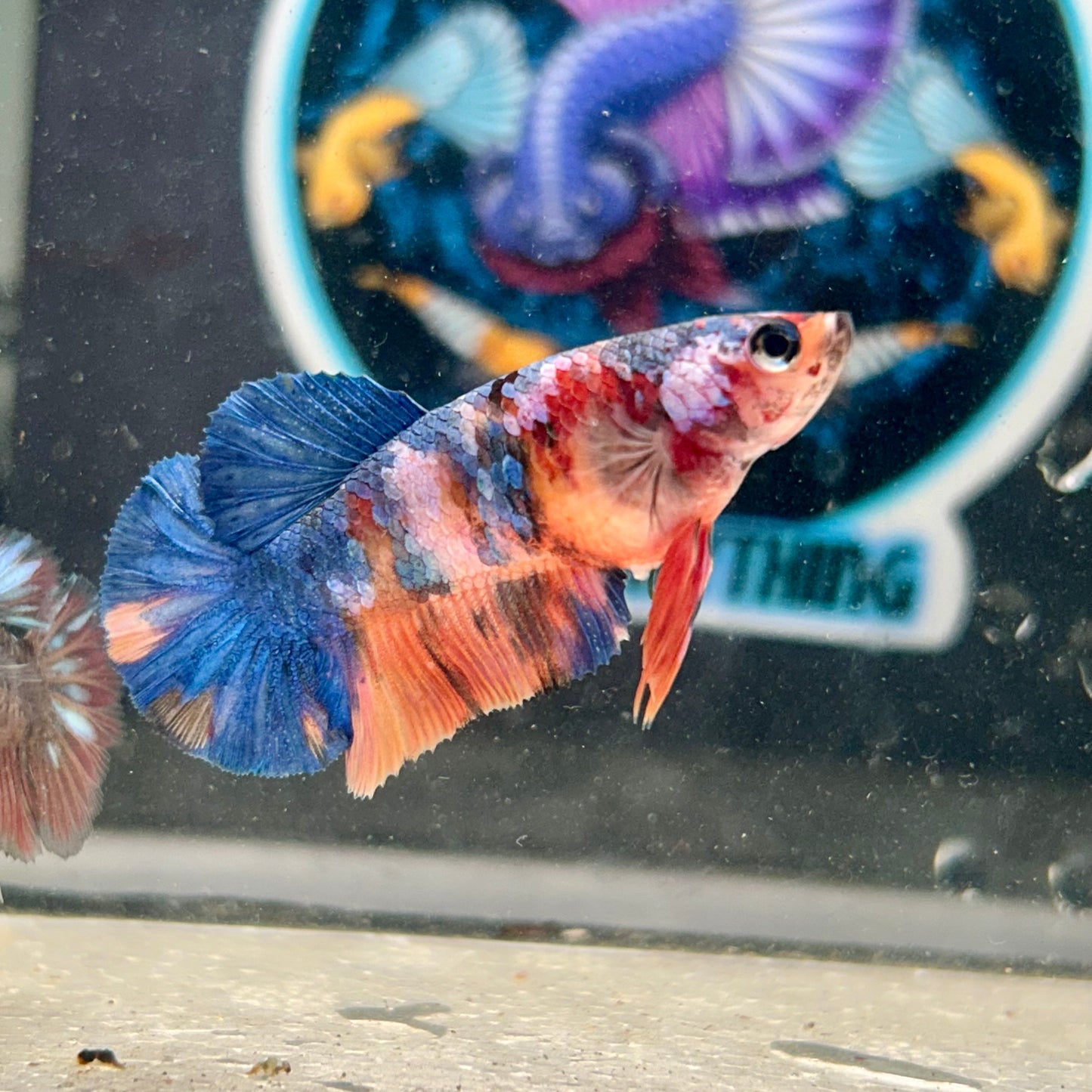 Multicolor Koi Halfmoon - Female Betta 97