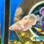 Dumbo Gold Plakat - Female Betta 047