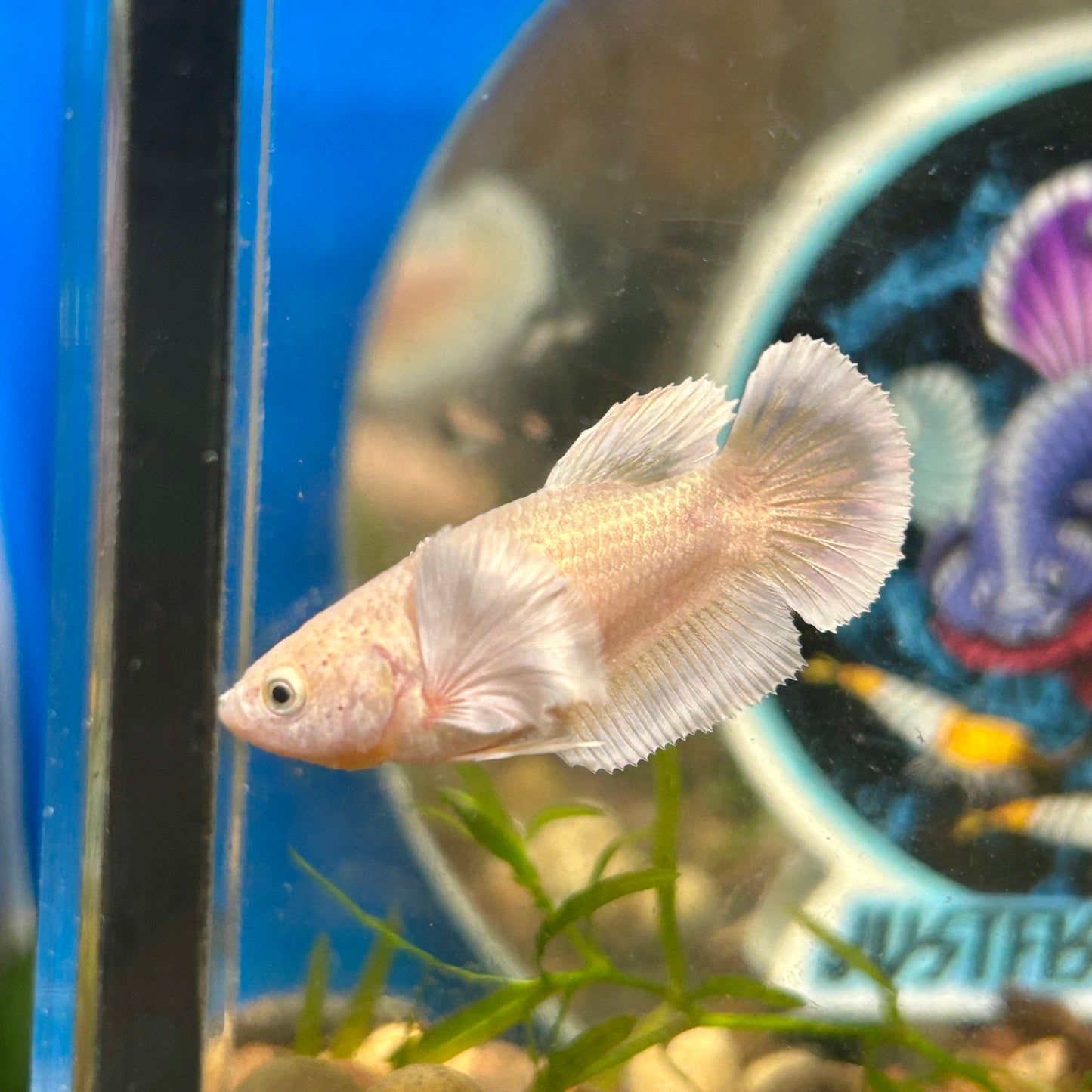 Dumbo Gold Plakat - Female Betta 047