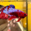 Red Fancy Hellboy Plakat - Male Betta 007