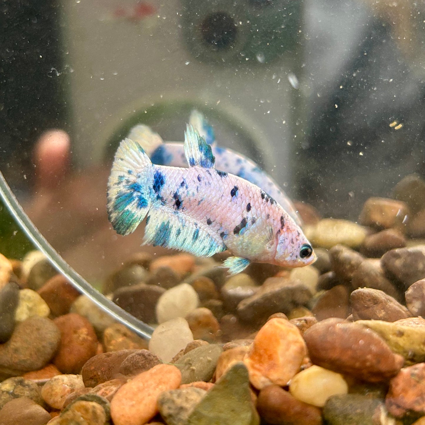 Blue Marble Dot Plakat - Female betta 16