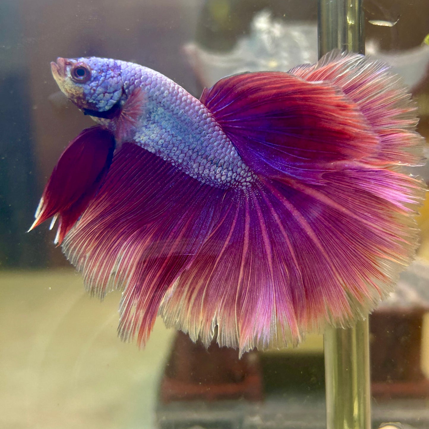 Purple Pink Halfmoon - Male Betta PM3