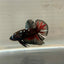 Copper Avarta Plakat - Male Betta 192