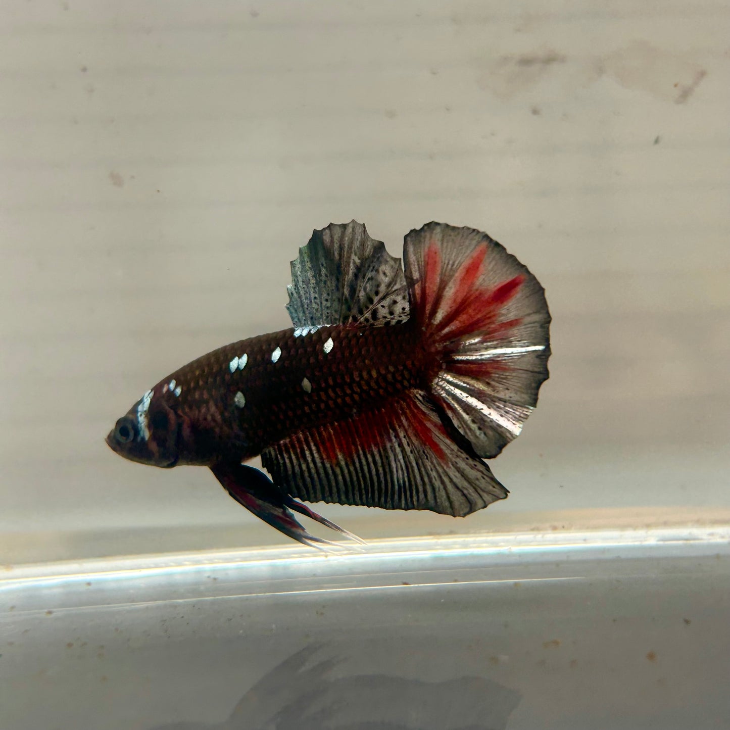 Copper Avarta Plakat - Male Betta 192