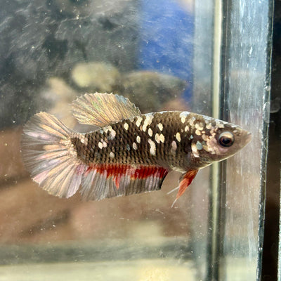 Avarta Copper Plakat - Female Betta 049