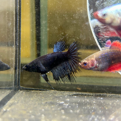 Black Orchid King Crowntail - Female betta 079