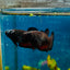 Plakat Black Vampire Female Betta #114