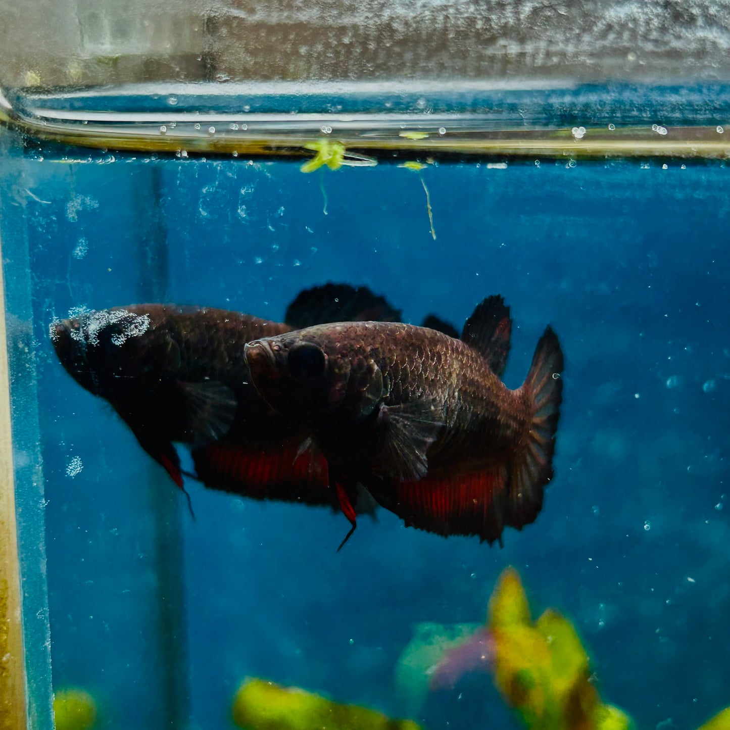 Plakat Black Vampire Female Betta #114