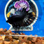 Black Orchid Crowntail - Male Betta 058