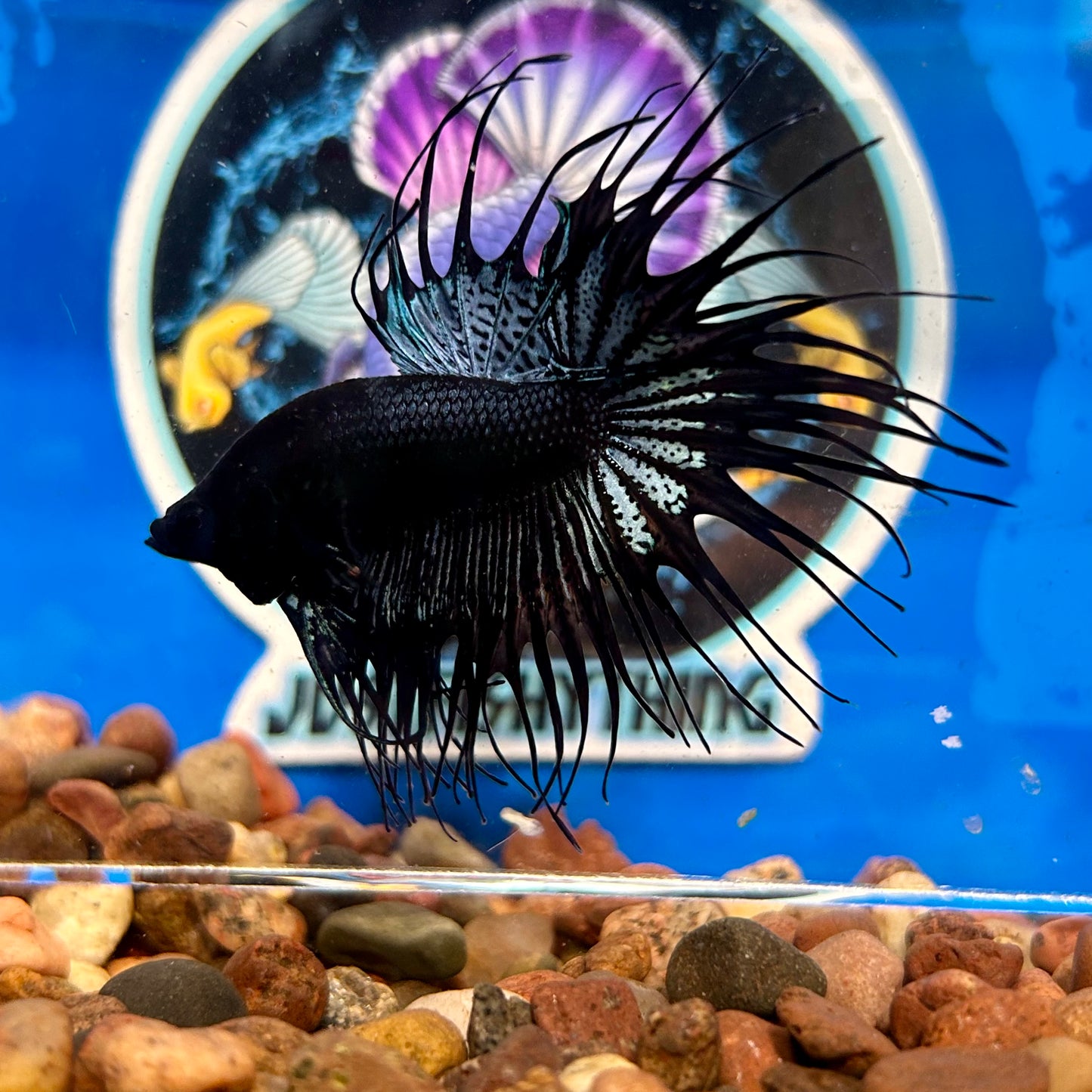 Black Orchid Crowntail - Male Betta 058