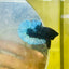 Black Light Steel Blue Plakat - Male betta 038
