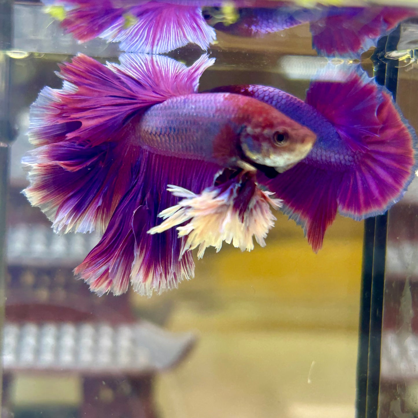 Purple Pink Feather- Male Betta FM1