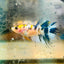 Koi Multicolor Crowntail - Female Betta #JU18