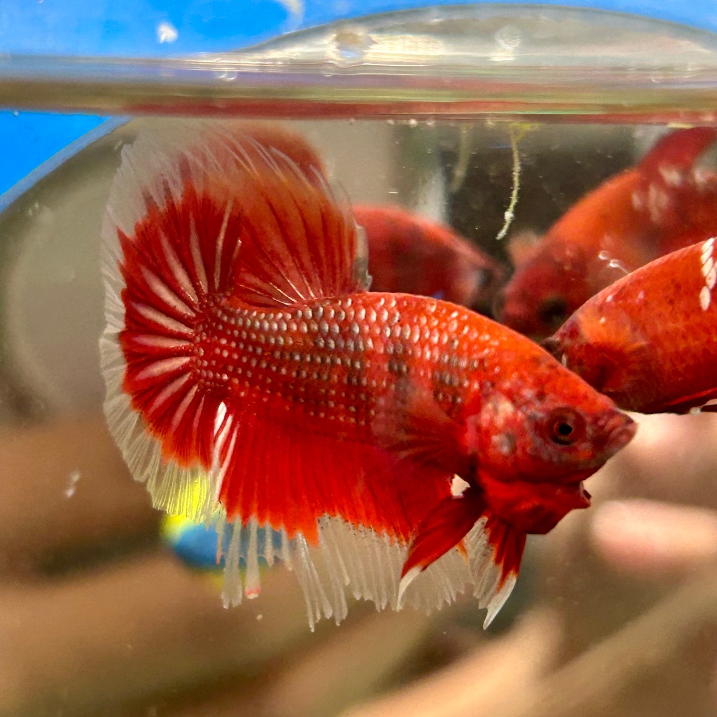 Red Fancy Halfmoon - Male Betta 090