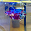 Red Koi Barongsai Plakat - Female Betta 118