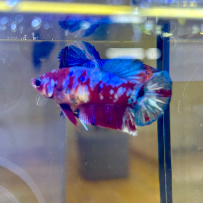 Red Koi Barongsai Plakat - Female Betta 118