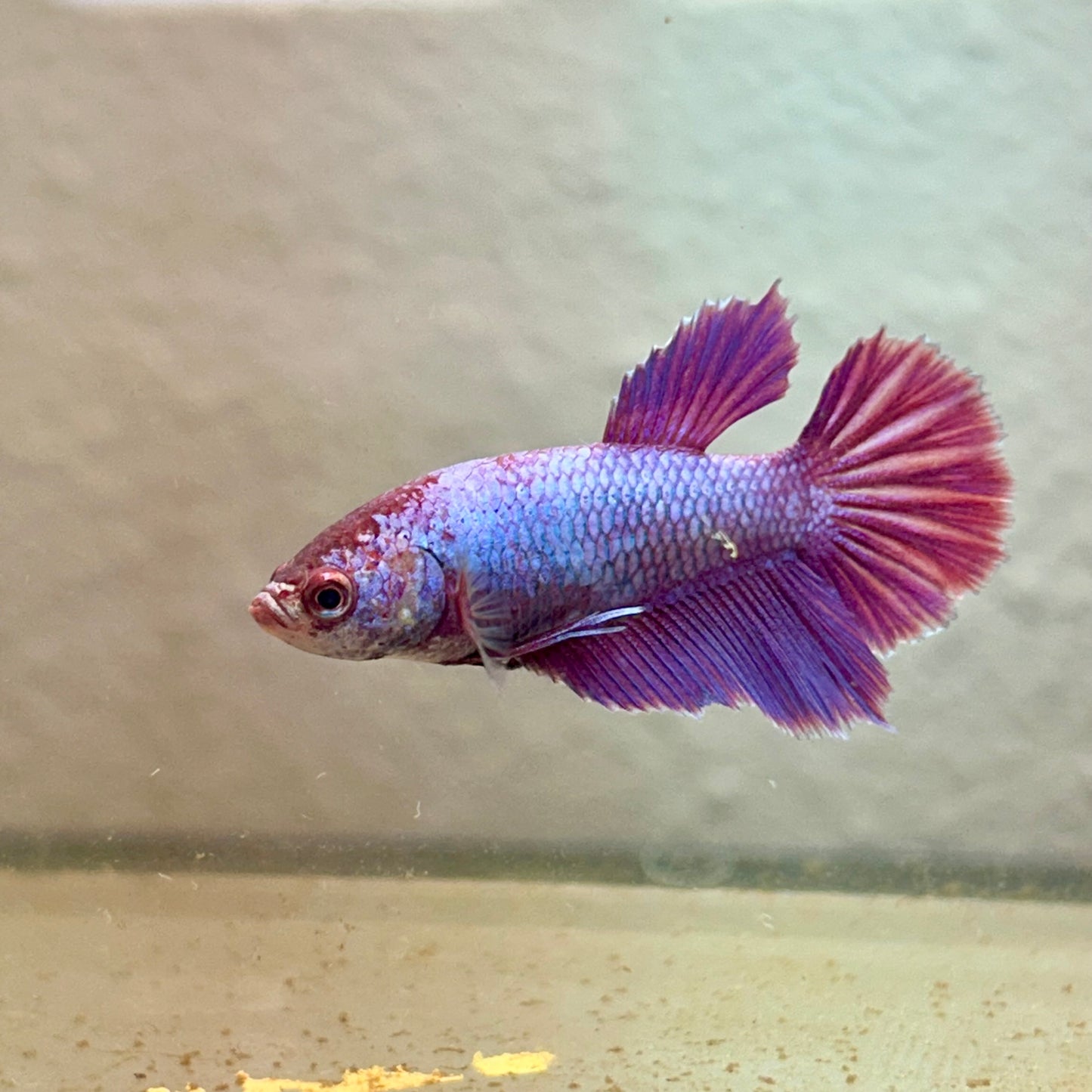 Purple Pink Halfmoon - Female Betta 188