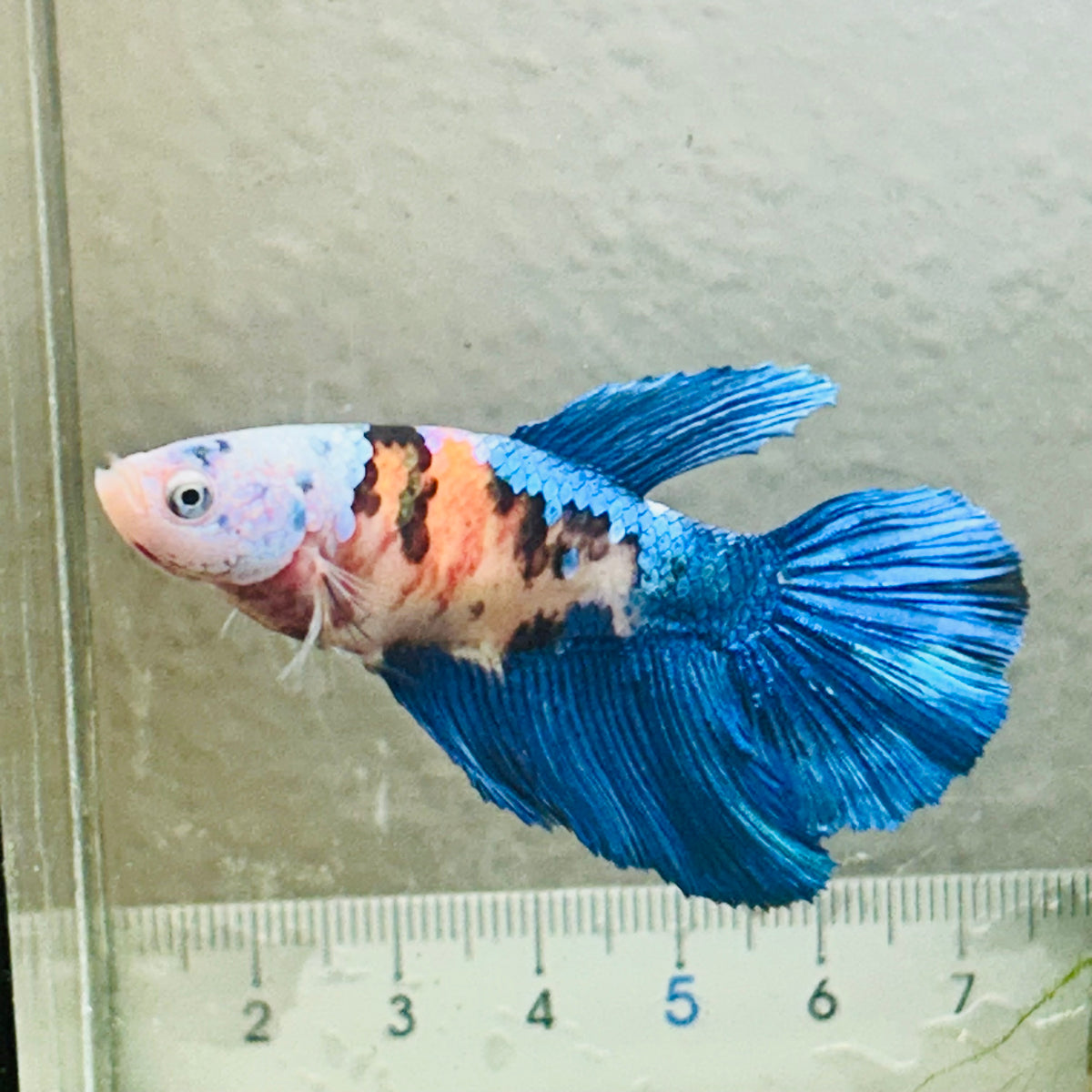 Halfmoon white Masked Candy Female Betta #Jul48
