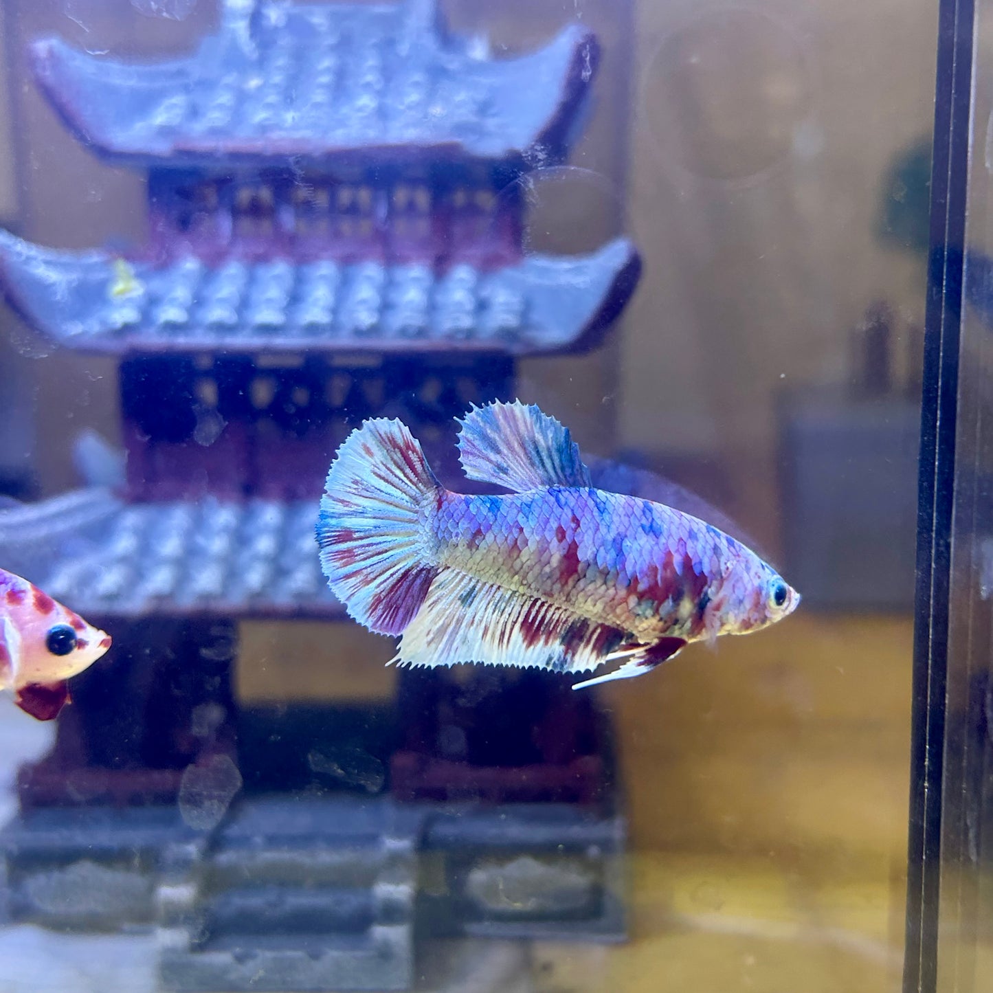 Red Snow Barongsai Plakat - Female Betta 116